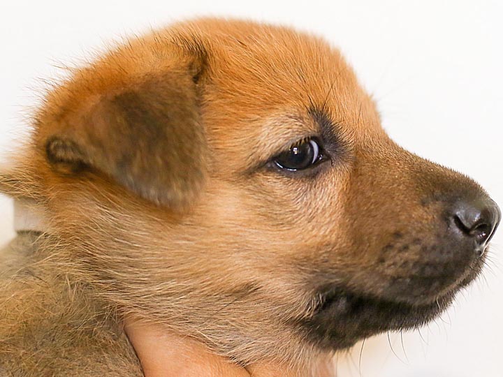 chinook puppy